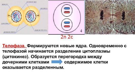 Анафаза и телофаза митоза