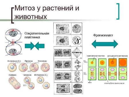 Телофаза 2n2c митоз цитокинез