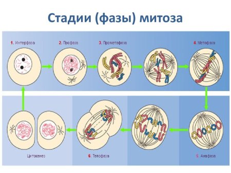 Теплофаза у растительной клетки
