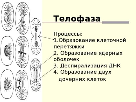 Телофаза схематическое изображение