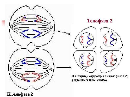 Митотическое деление клетки рисунок