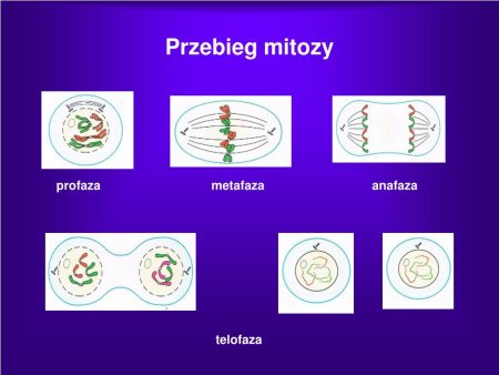 Телофаза 1 хромосомный набор