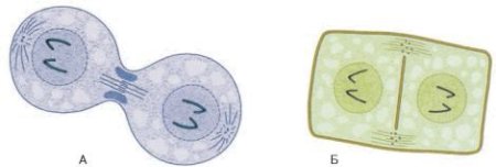 Телофаза 2 процессы