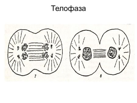 Фазы митоза схема