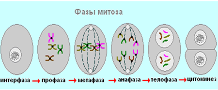 Деление клетки митоз схема деления