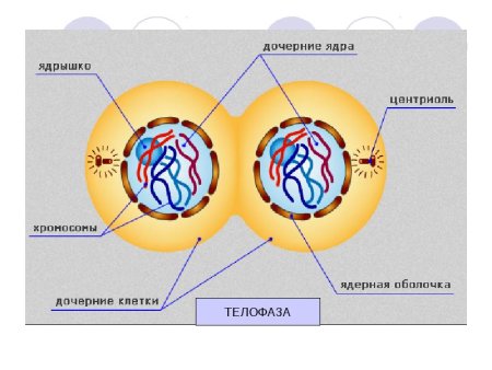 Фазы деления клетки митоз рисунок