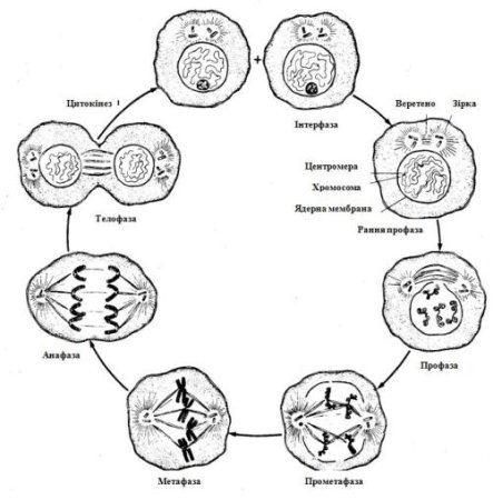 Цитокинез у животных