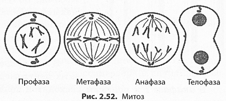 Фазы деления клетки митоз рисунок