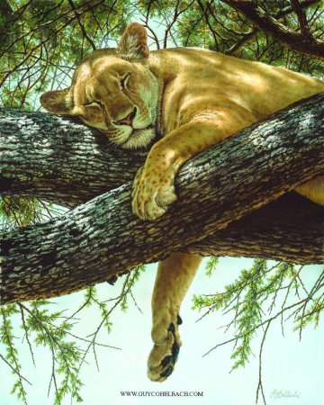 Coheleach, guy художник