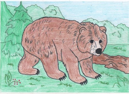 Медведь рисунок