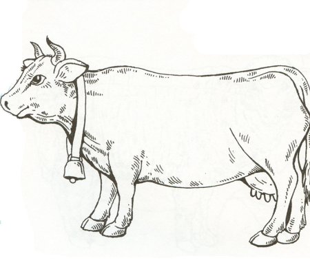 Раскраска корова с теленком