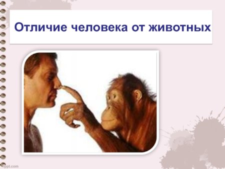 Отличие человека от животного