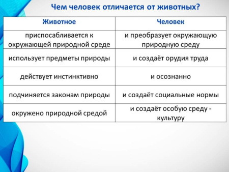 Чем человек отличается от животного