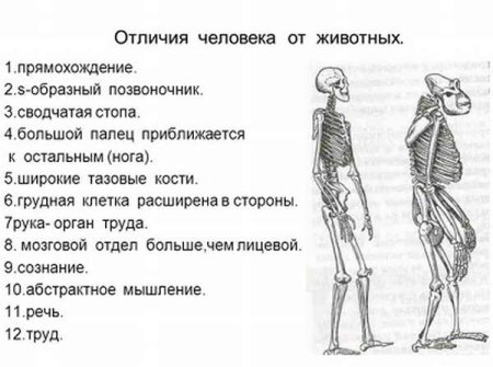 Отличие человека от животного биология 8 класс