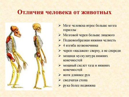 Черты отличия человека от животных
