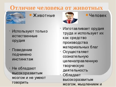 Отличия человека и животных