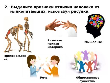 Отличие человека отмлекопттающих