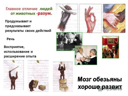 Человек от животного