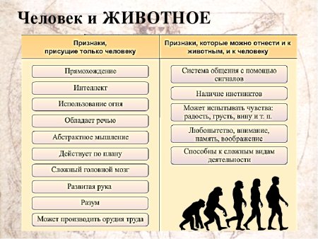 Сходство и отличие человека от животных
