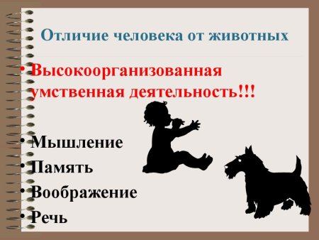 Отличие человека от животных