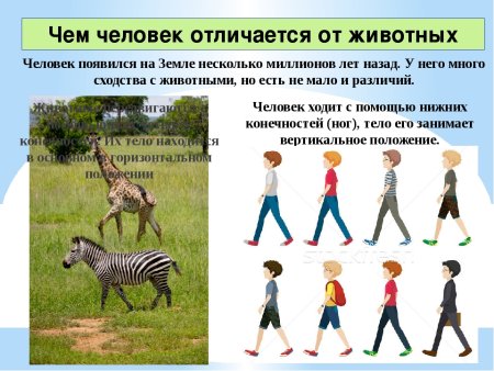Чем человек отличается от животных