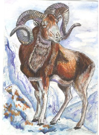 Архар Алтайский горный баран