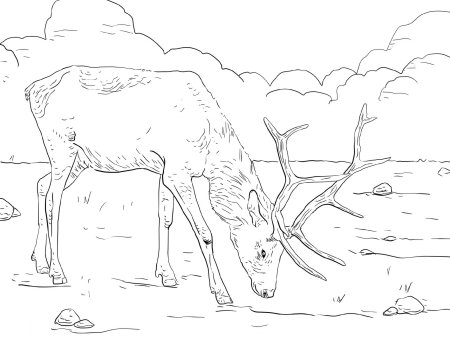 Заповедник раскраска