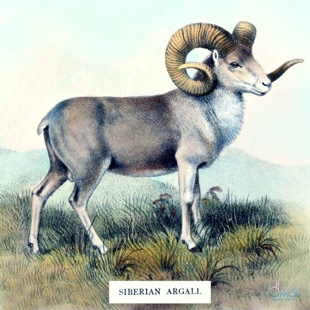 Алтайский горный баран рисунок для детей