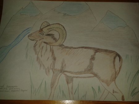 Тема: животные Алтайского края