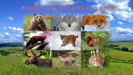 Рисунок по теме животные Алтайского края