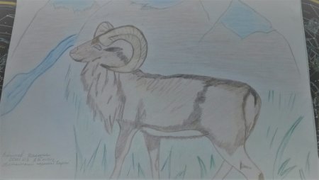 Рисунок на тему животные Алтайского края