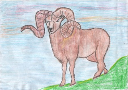 Алтайский горный баран аргали рисунок