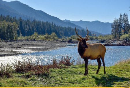 Снежный Барс Тянь Шань