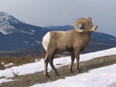 Белый Марал Алтай