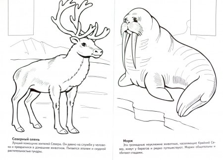 Красная книга раскраска
