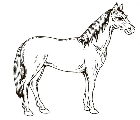 Раскраска. Лошадка