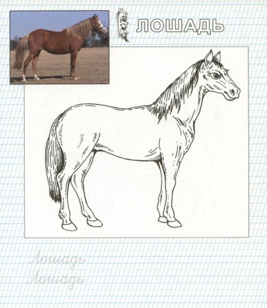 Рисование домашние животные лошадь