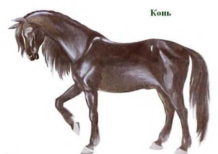 Домашние животные конь для детей
