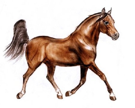 Домашние животные лошадь для детей