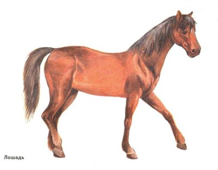 Домашние животные лошадь для детей