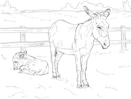Раскраска корова в загоне