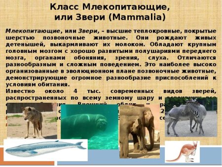 Альпака Викунья лама