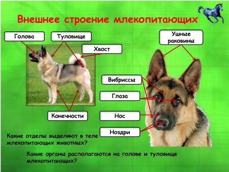 Строение черепов млекопитающих разных отрядов