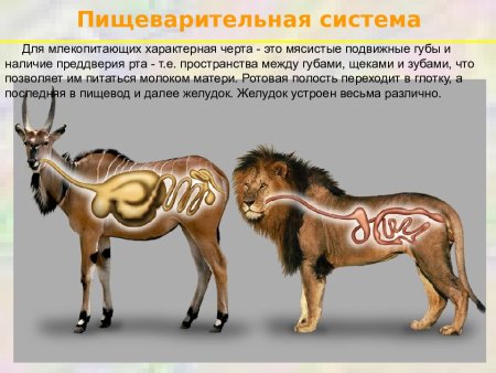 Кто такие звери урок 1 класс