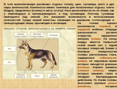 Схема для составления описательного рассказа о животных