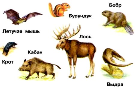 Хомяк отряд семейство род вид