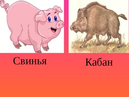 Животные на координатной плоскости