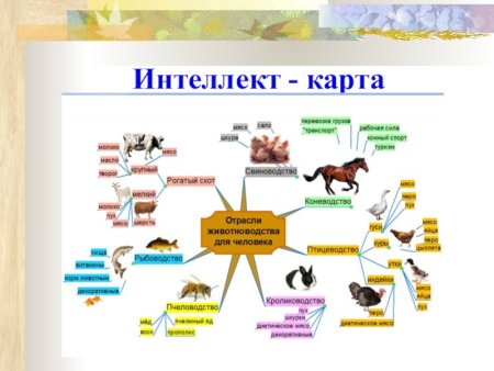 Сходства и различия человека и животного