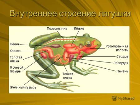 На кого охотились древние люди
