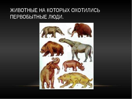 Сравнение птиц и зверей
